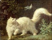 Un chat Angora